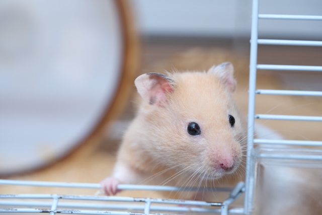 ハムスターの大きさ