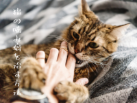 猫の噛み癖を治す方法