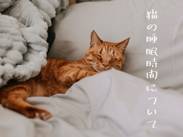 猫の睡眠時間について