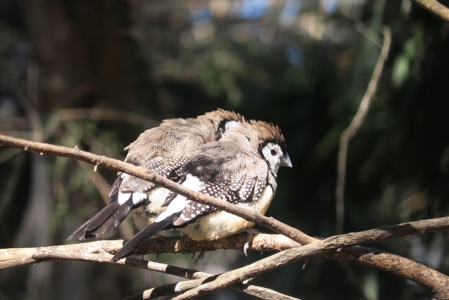カノコスズメの火葬料金