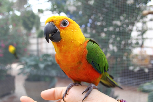 コガネメキシコの火葬料金