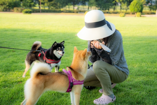 柴犬の特徴と火葬料金