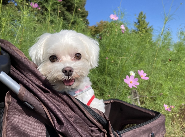 マルチーズの特徴と火葬料金