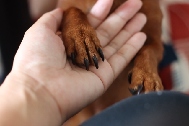 ミニチュアダックスフンドの特徴と火葬料金