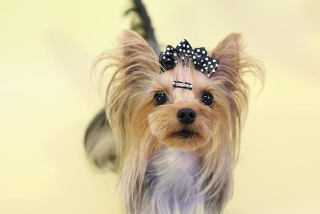 ヨークシャー・テリアの特徴と火葬料金