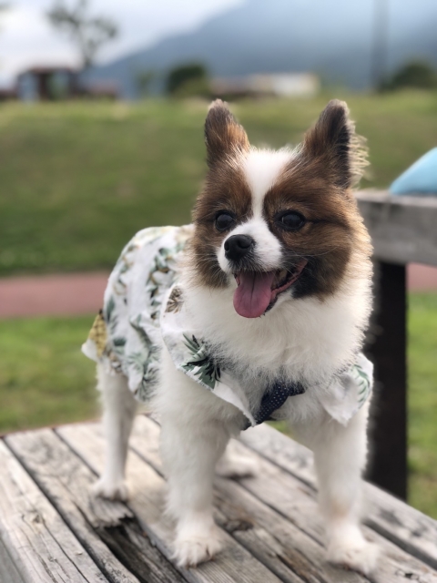 パピヨンの特徴と火葬料金