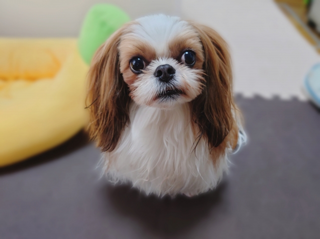 シーズーの特徴と火葬料金