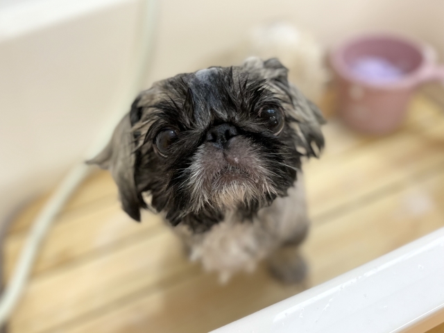 ペキニーズの特徴と火葬料金