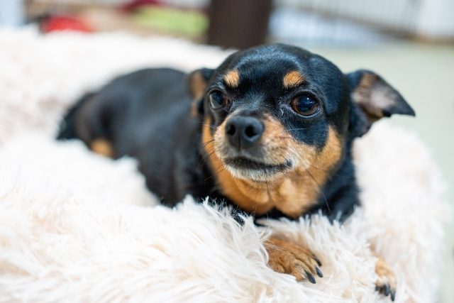 ミニチュア・ピンシャーの特徴と火葬料金