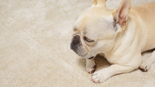 フレンチ・ブルドッグの特徴と火葬料金