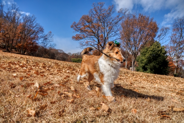 愛犬が亡くなったら？ペットとのお別れと火葬