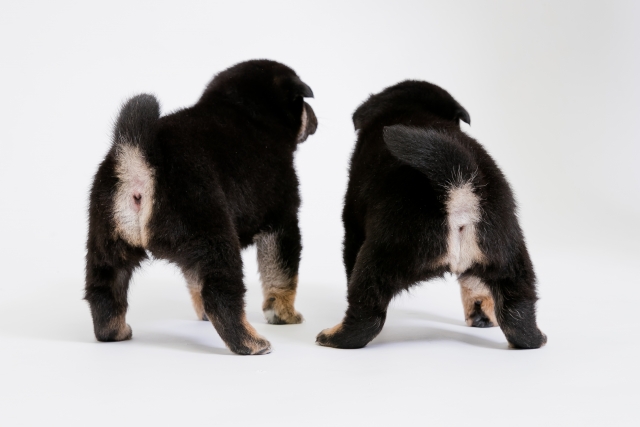 豆柴の特徴と火葬料金