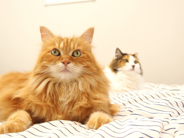 メイン・クーンの特徴と火葬料金