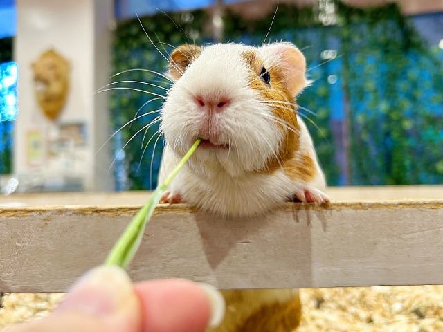 モルモットの特徴と火葬料金