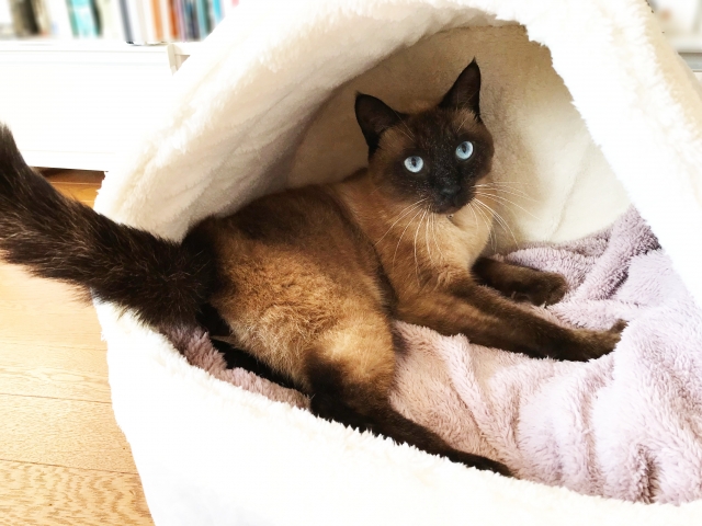 シャム猫の特徴と火葬料金