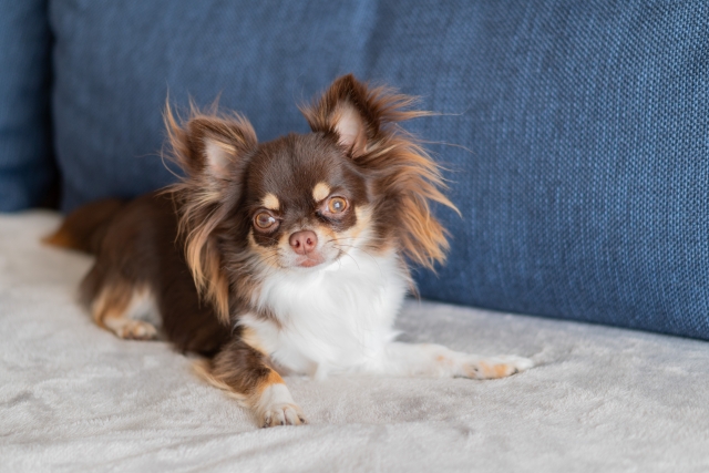 ロングコート・チワワの特徴と火葬料金