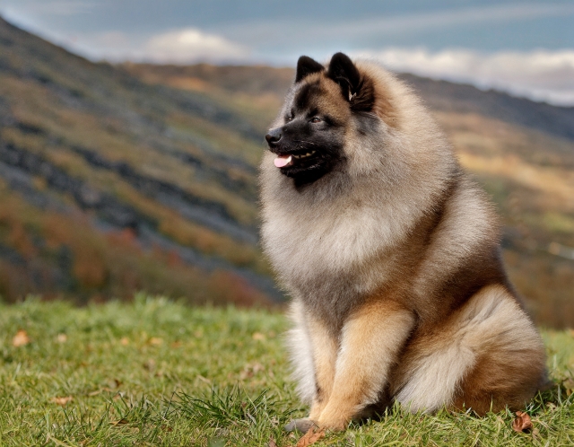 キースホンドの特徴と火葬料金