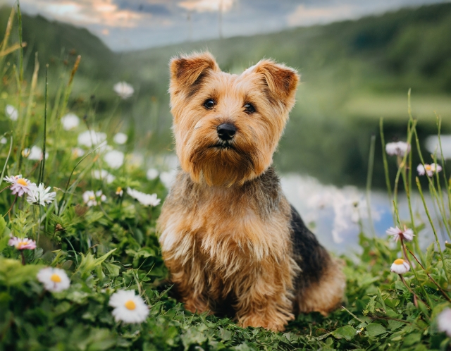 ペットが亡くなったら？ペットを安置する期間とその方法