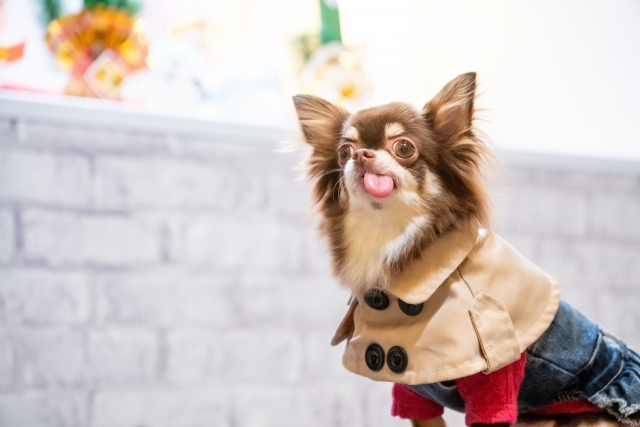 定例法要会のお知らせ（明光寺）
