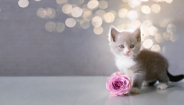 福岡でやさしいお別れ「動愛園のペット火葬」