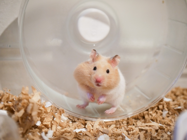 ペット葬儀を探している方へ