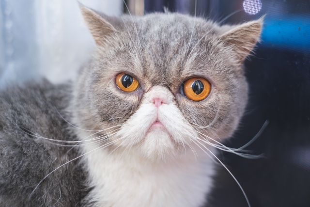 エキゾチックショートヘアーの特徴と火葬料金