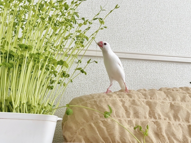 文鳥の特徴と火葬料金