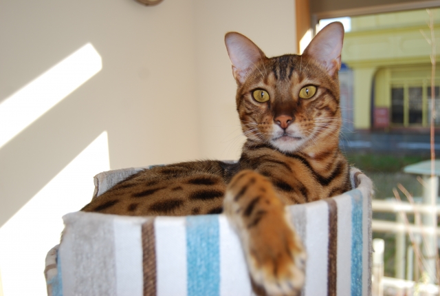 ベンガルの特徴と火葬料金