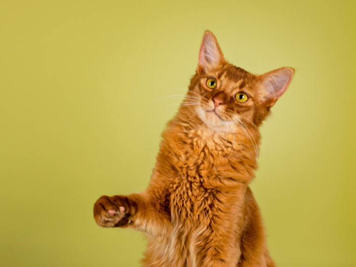 ソマリの特徴と火葬料金