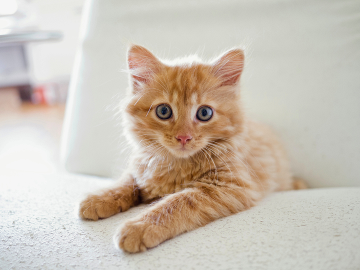 ミヌエットの特徴と火葬料金