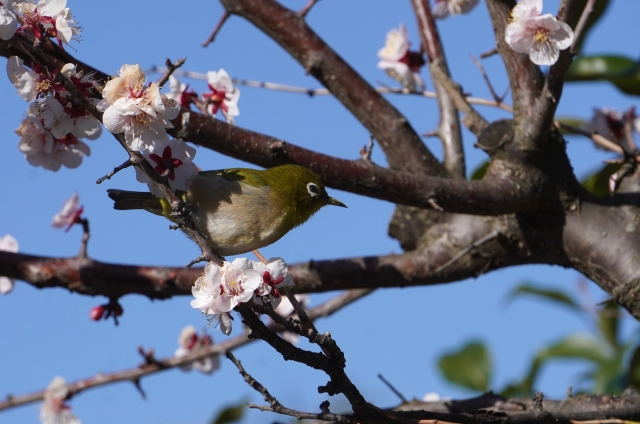 明光寺定例法要会のお知らせ