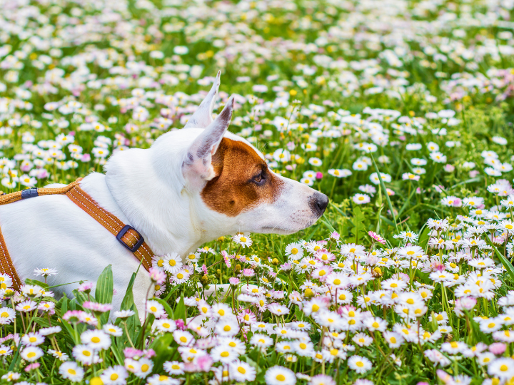 ご家族さまの声