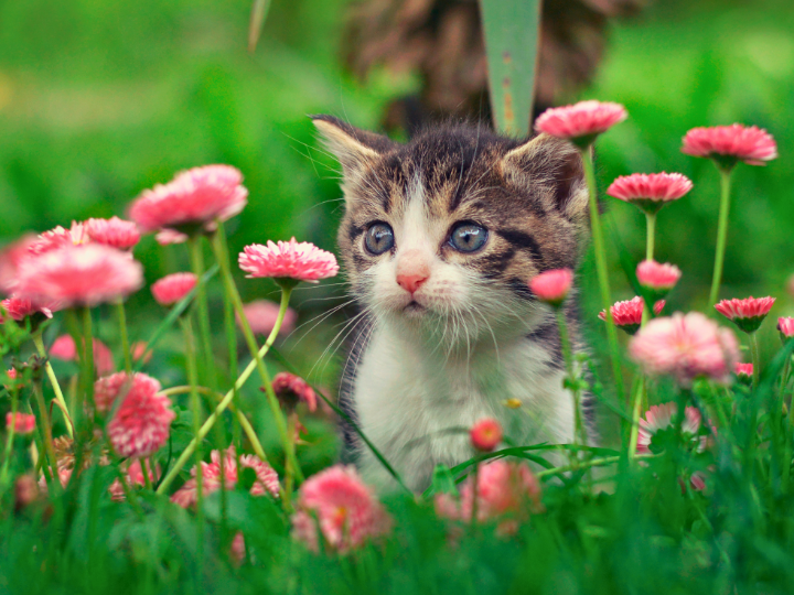 ペット葬儀を依頼されたご家族様の声