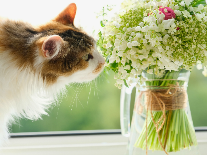 ペット葬儀を依頼されたご家族様の声