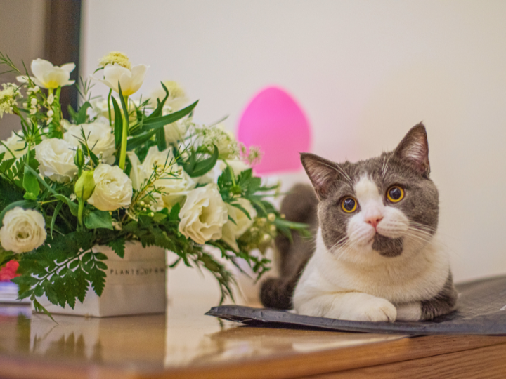 ペット葬儀を依頼されたご家族様の声