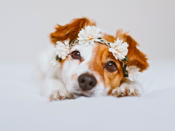 ペット葬儀を依頼されたご家族様の声