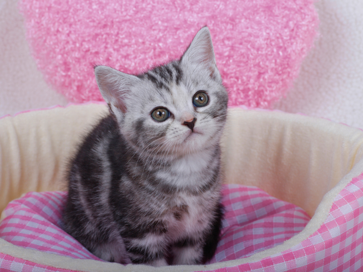 アメリカンショートヘアの特徴と火葬料金