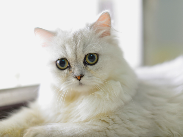 チンチラペルシャの特徴と火葬料金