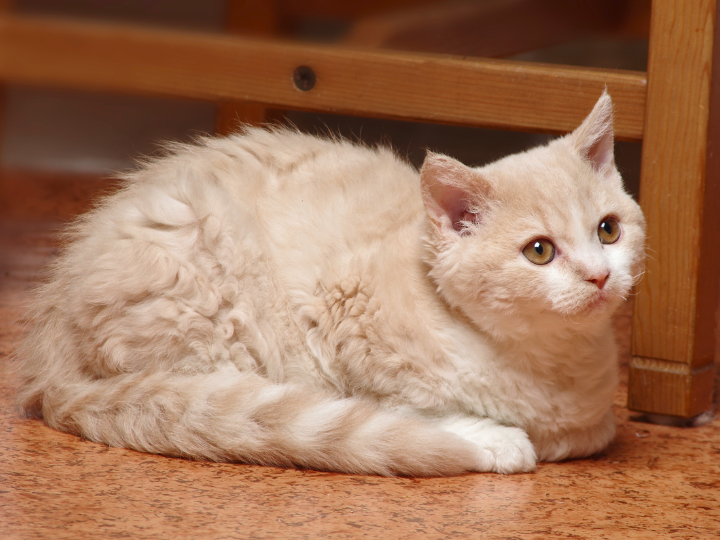 セルカークレックスの特徴と火葬料金