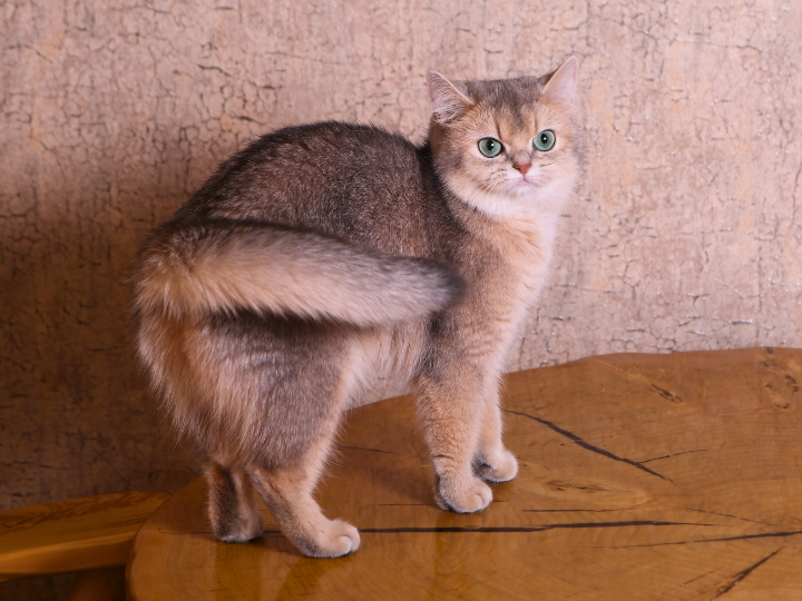 スコティッシュストレートの特徴と火葬料金