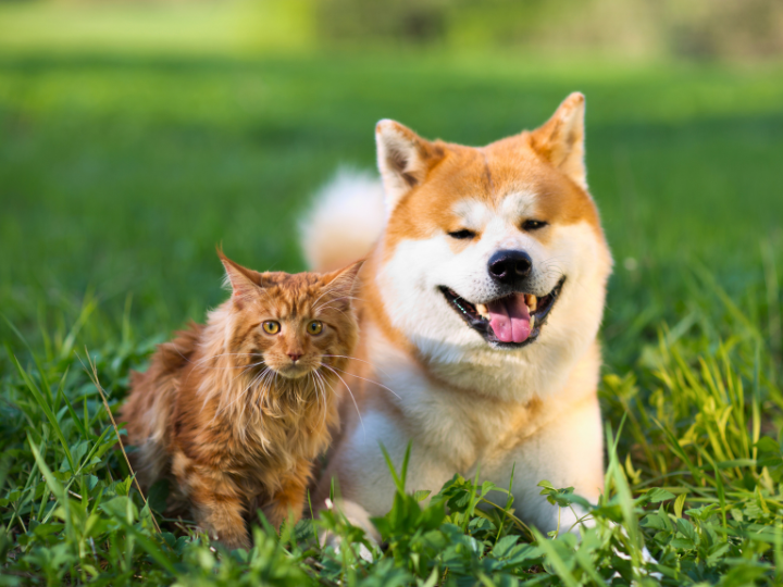 ペットのお葬式【動愛園 博多斎場】