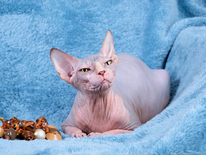 スフィンクスの特徴と火葬料金