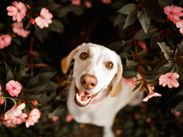ご家族様の声【動愛園 博多斎場】