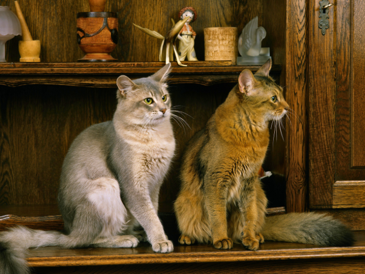 ソマリ特徴と火葬料金