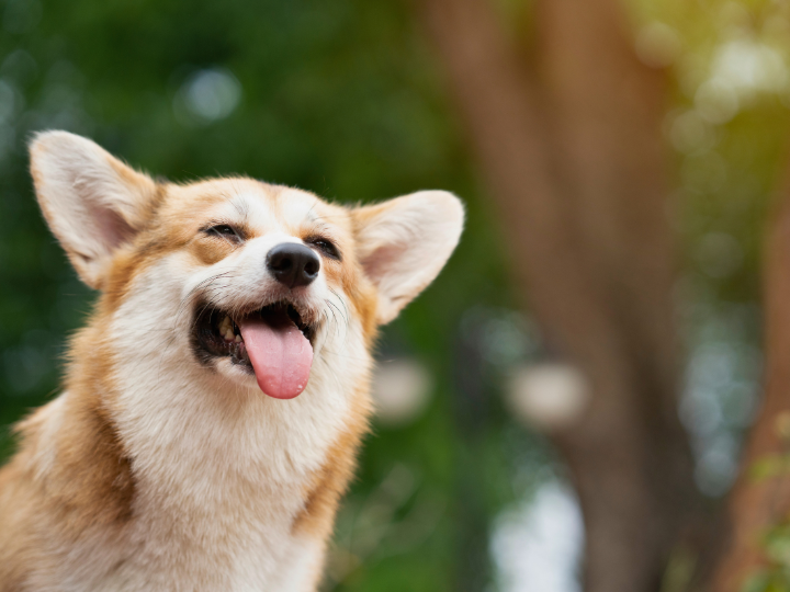 明光寺定例法要会のお知らせ