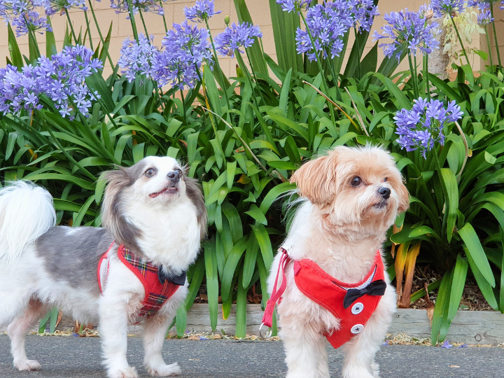 福岡市周辺地域でペット葬儀をお迎え可能エリア