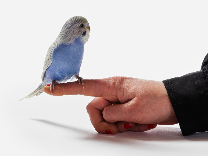 立ち会い火葬プランのご案内