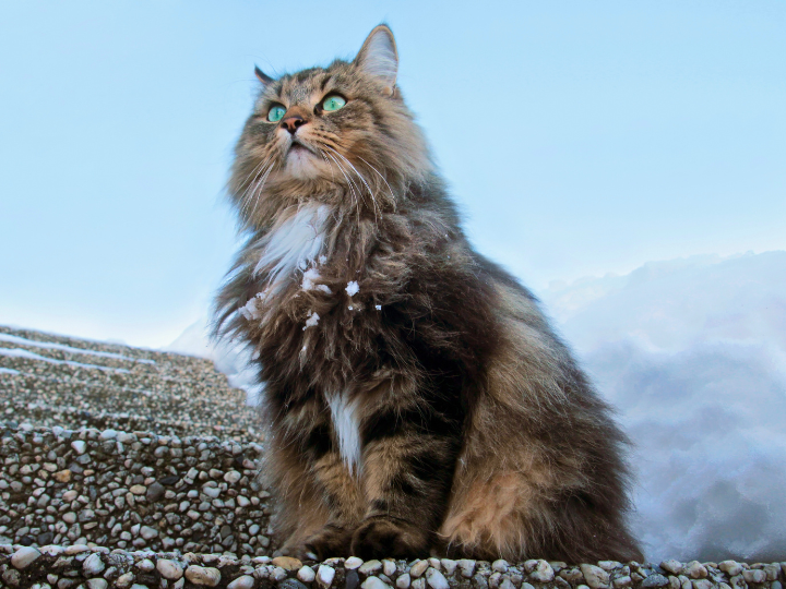 ノルウェージャンフォレストキャットの特徴と火葬料金