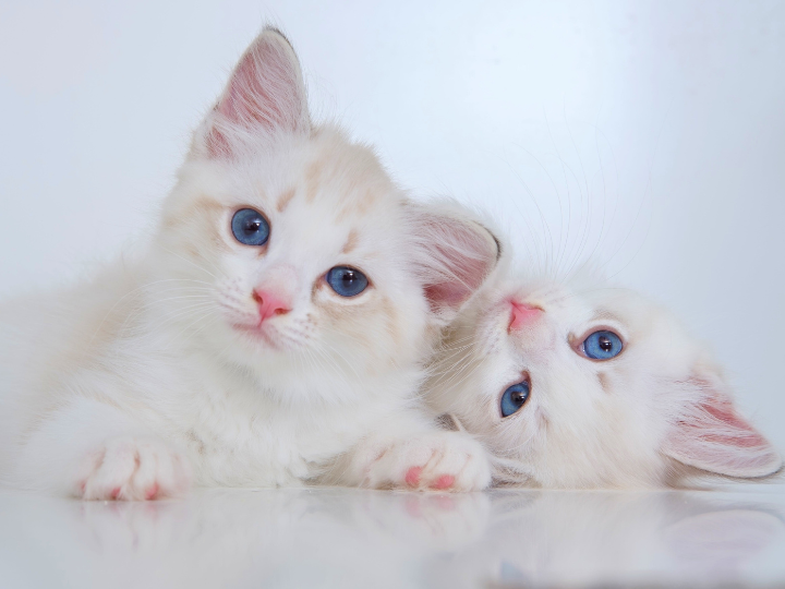 ペットの最後を見送る：福岡でおすすめの持ち込み火葬