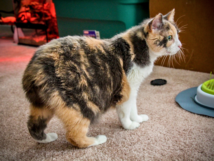 マンクスの特徴と火葬料金